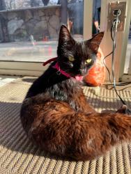 Lost Female Cat last seen By the tennis court, Atlanta, GA 30307