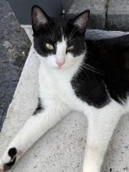 Found/Stray Male Cat last seen Near Mason Ave and Monroe Ave in Apopka , Apopka, FL 32703
