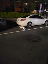 Found/Stray Unknown Cat last seen V st NW & 13th St NW, Washington, DC 20009