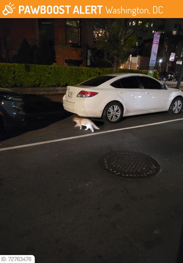Found/Stray Unknown Cat last seen V st NW & 13th St NW, Washington, DC 20009