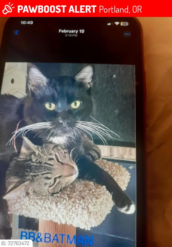 Lost Male Cat last seen 48th ne ingworth , Portland, OR 97218