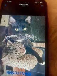 Lost Male Cat last seen 48th ne ingworth , Portland, OR 97218