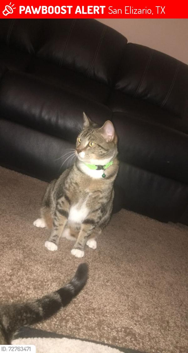 Lost Male Cat last seen Chicken ranch road / pampers street, San Elizario, TX 79849