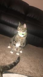 Lost Male Cat last seen Chicken ranch road / pampers street, San Elizario, TX 79849