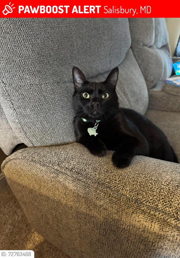 Lost Male Cat last seen Ashworth Court, Salisbury, MD 21804