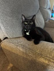 Lost Male Cat last seen Ashworth Court, Salisbury, MD 21804