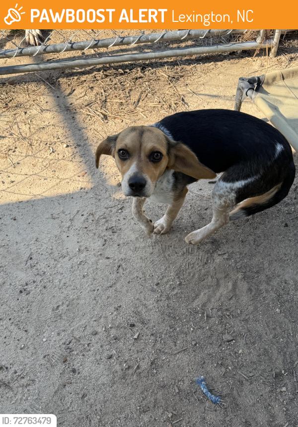 Found/Stray Male Dog last seen Circle Drive / 150, Lexington, NC 27295