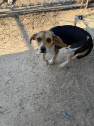 Found/Stray Male Dog last seen Circle Drive / 150, Lexington, NC 27295