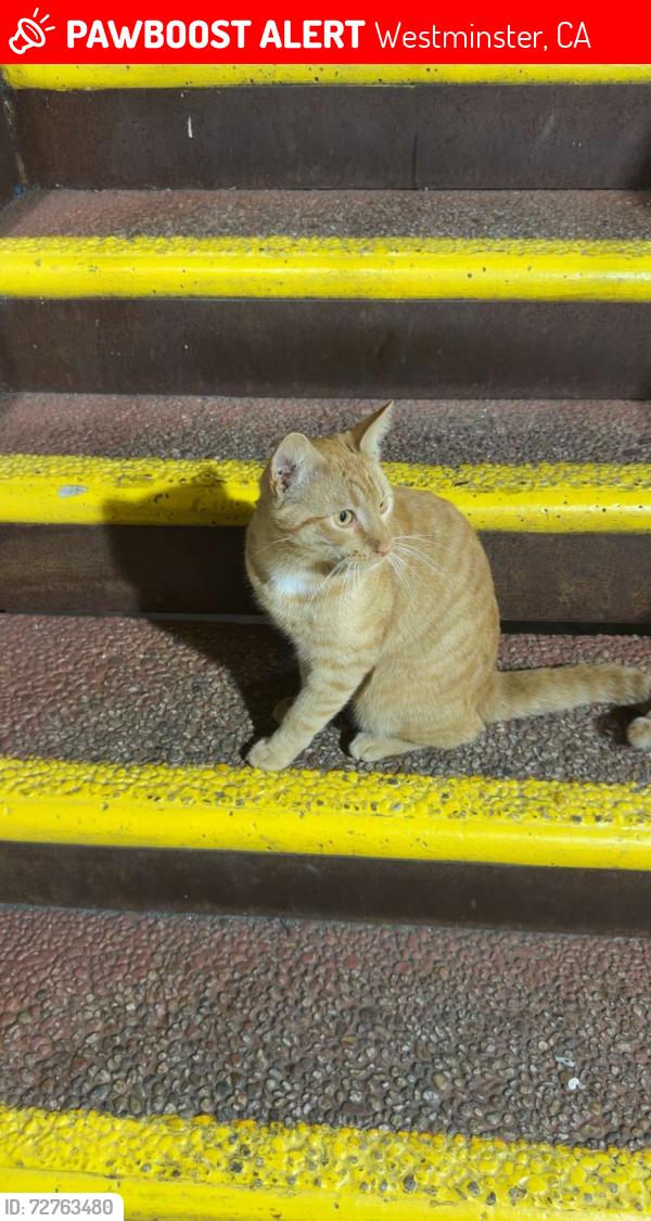 Lost Male Cat last seen Westminster center , Westminster, CA 92683