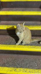 Lost Male Cat last seen Westminster center , Westminster, CA 92683