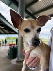 Found/Stray Male Dog last seen Hwy 10 and Highland , Euless, TX 76040