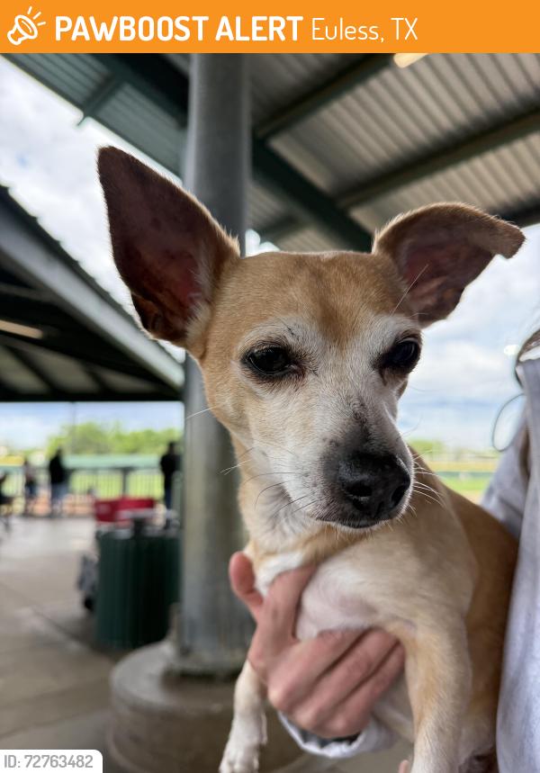 Found/Stray Male Dog last seen Hwy 10 and Highland , Euless, TX 76040