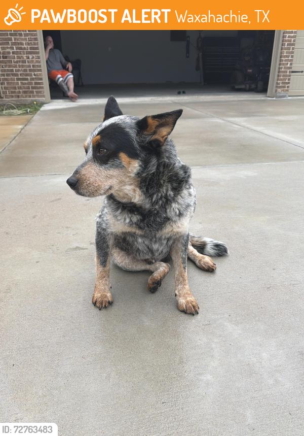 Found/Stray Male Dog last seen Broadhead, Waxahachie, TX 75165