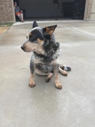 Found/Stray Male Dog last seen Broadhead, Waxahachie, TX 75165