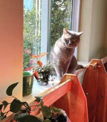 Lost Male Cat last seen SE 137th Terrace and 160th Ave SE, Renton, WA 98059