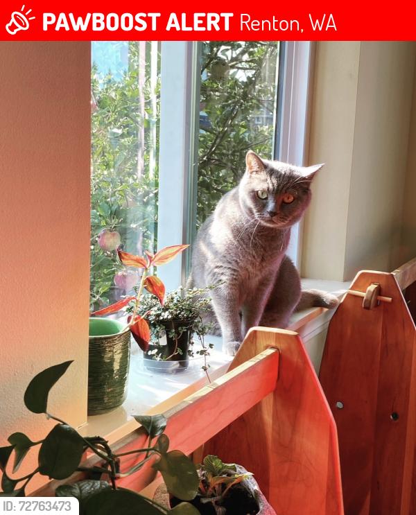Lost Male Cat last seen SE 137th Terrace and 160th Ave SE, Renton, WA 98059