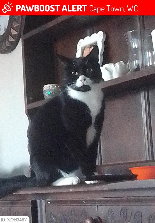 Lost Male Cat last seen Blaauwberg rd, Cape Town, WC 