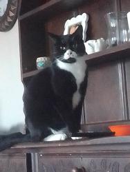Lost Male Cat last seen Blaauwberg rd, Cape Town, WC 