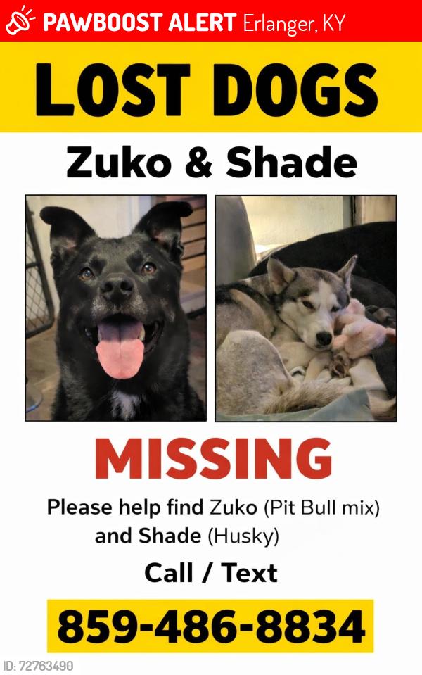 Lost Male Dog last seen tulip tree in Erlanger - potential sighting for two dogs matching them was in Independence today, Erlanger, KY 41018