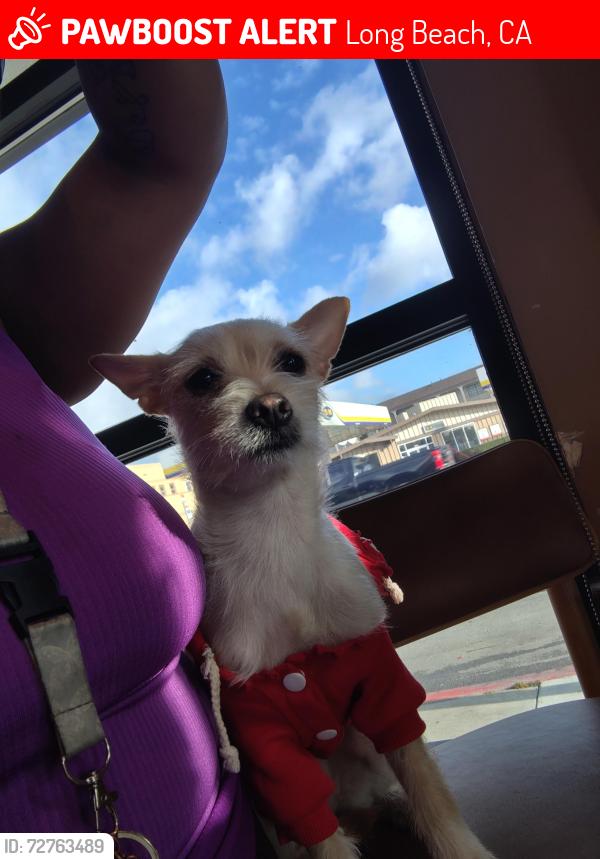 Lost Female Dog last seen Dawson ave and anaheim, Long Beach, CA 90804