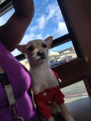 Lost Female Dog last seen Dawson ave and anaheim, Long Beach, CA 90804