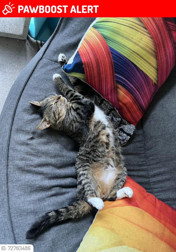 Lost Male Cat last seen Tidal beach ave , St. Johns County, FL 32095