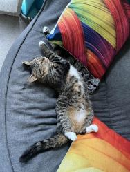 Lost Male Cat last seen Tidal beach ave , St. Johns County, FL 32095