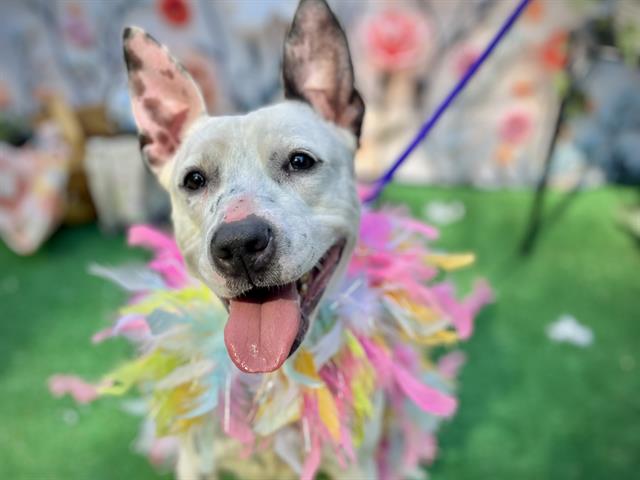 Shelter Stray Female Dog last seen CHARLOTTE, Charlotte, NC 28217
