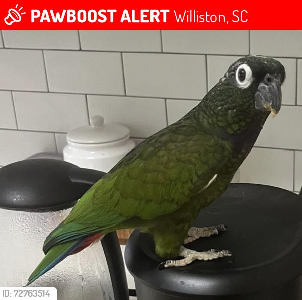 Lost Female Bird last seen Near Charleston Hwy. Williston, SC , Williston, SC 29853
