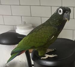 Lost Female Bird last seen Near Charleston Hwy. Williston, SC , Williston, SC 29853