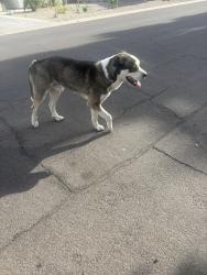 Found/Stray Unknown Dog last seen 22nd ave and Hazelwood, Phoenix, AZ 85015