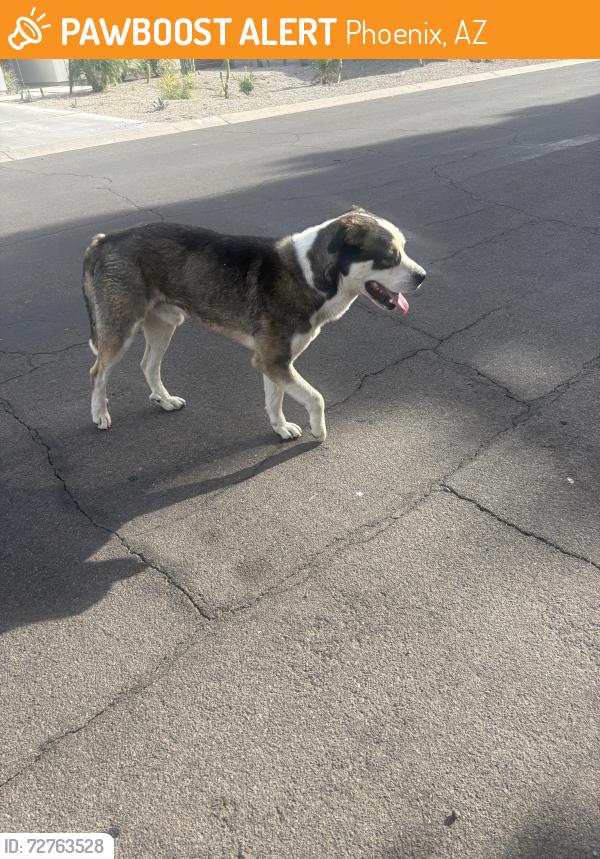 Found/Stray Unknown Dog last seen 22nd ave and Hazelwood, Phoenix, AZ 85015