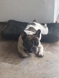 Found/Stray Male Dog last seen McLain and Gregory St, Houston, TX 77071