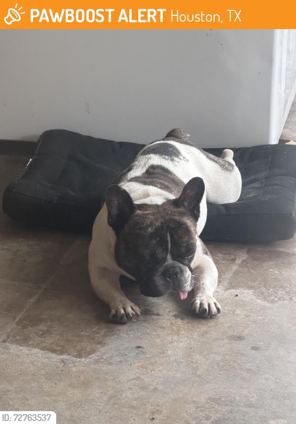 Found/Stray Male Dog last seen McLain and Gregory St, Houston, TX 77071