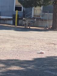 Found/Stray Unknown Dog last seen Lomaland Drive and northloop , El Paso, TX 79907
