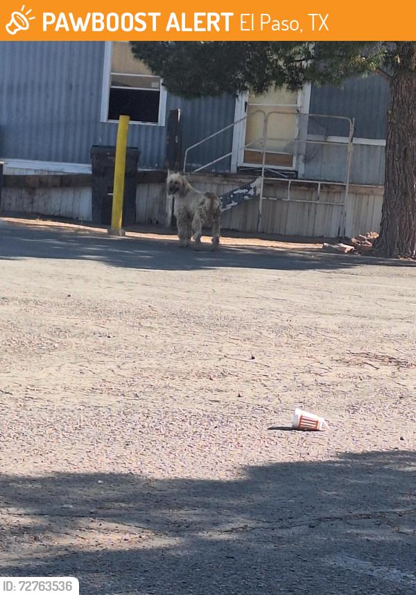 Found/Stray Unknown Dog last seen Lomaland Drive and northloop , El Paso, TX 79907