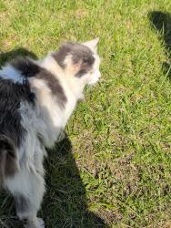 Found/Stray Unknown Cat last seen Union Church Road , Adams Township, PA 16046