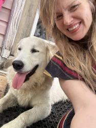 Found/Stray Female Dog last seen Bronzerock Drive , San Antonio, TX 78244