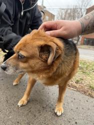 Found/Stray Female Dog last seen 26th and Grand, Minneapolis, MN 55405