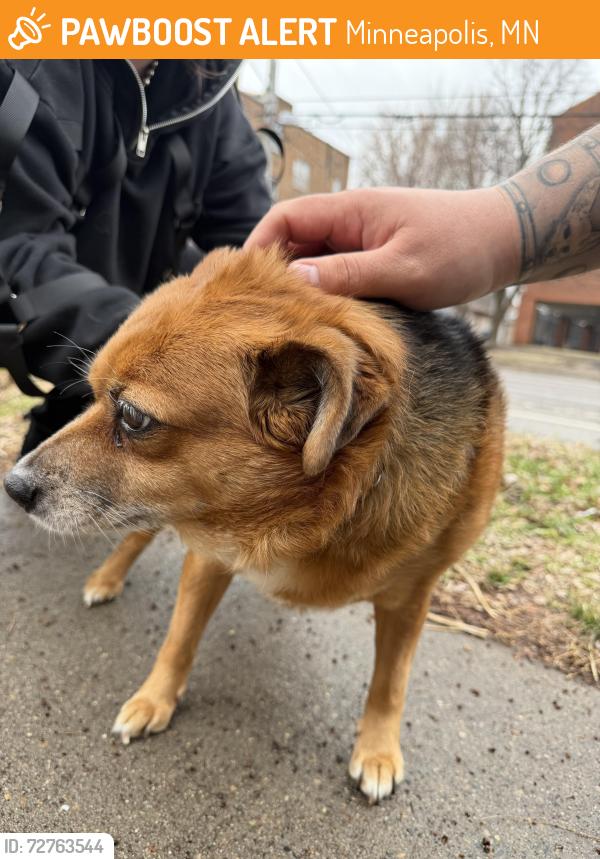 Found/Stray Female Dog last seen 26th and Grand, Minneapolis, MN 55405