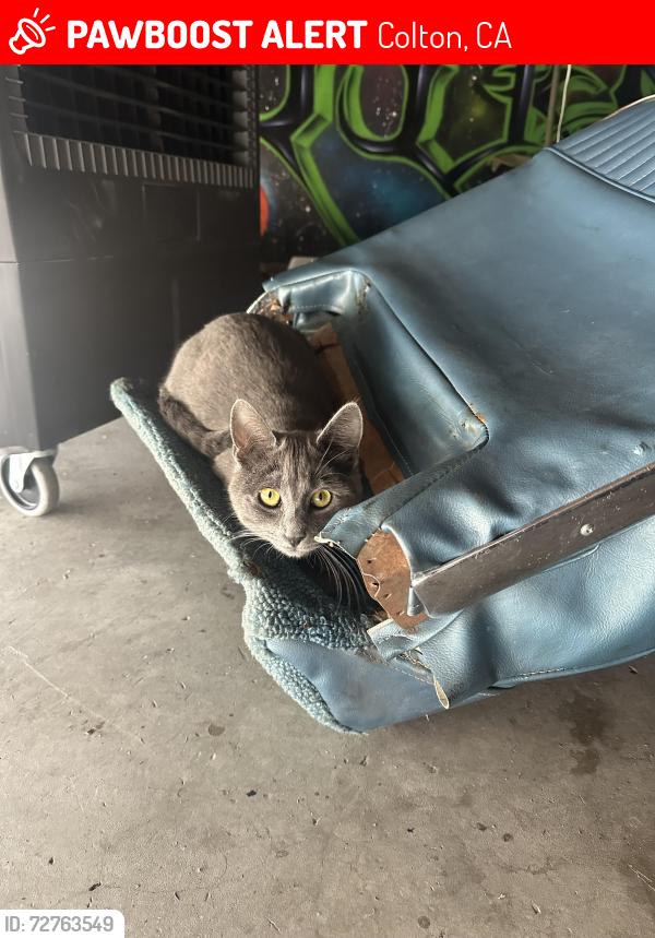 Lost Female Cat last seen Cooley street, Colton, CA 92324