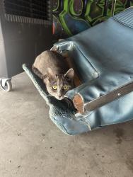 Lost Female Cat last seen Cooley street, Colton, CA 92324