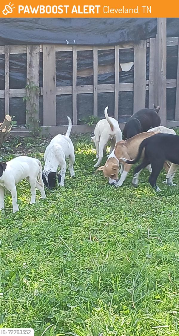 Found/Stray Unknown Dog last seen Benton pike, Cleveland, TN 37311