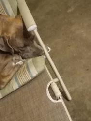 Lost Female Dog last seen Near Pennsylvania , St. Louis, MO 63111