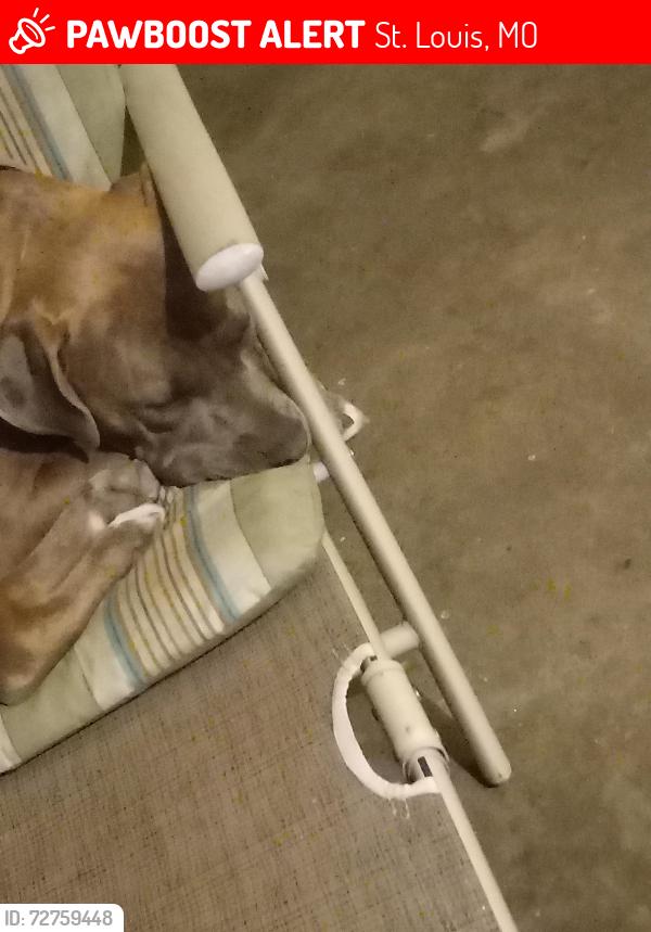 Lost Female Dog last seen Near Pennsylvania , St. Louis, MO 63111