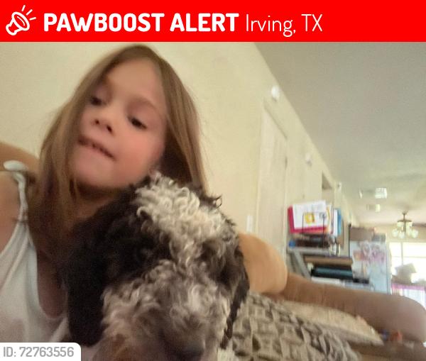 Lost Male Dog last seen Shady Grove and Mitc, Irving, TX 75060