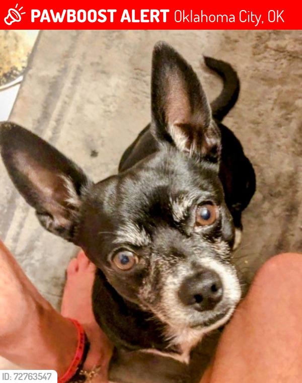 Lost Male Dog last seen  Near NW 12th and Grand Avenue, near the Fairgrounds and i44 , Oklahoma City, OK 73107