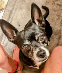 Lost Male Dog last seen  Near NW 12th and Grand Avenue, near the Fairgrounds and i44 , Oklahoma City, OK 73107