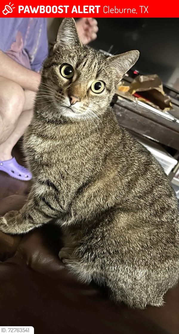 Lost Male Cat last seen Cobblestone apmts , Cleburne, TX 76033