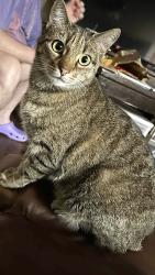 Lost Male Cat last seen Cobblestone apmts , Cleburne, TX 76033
